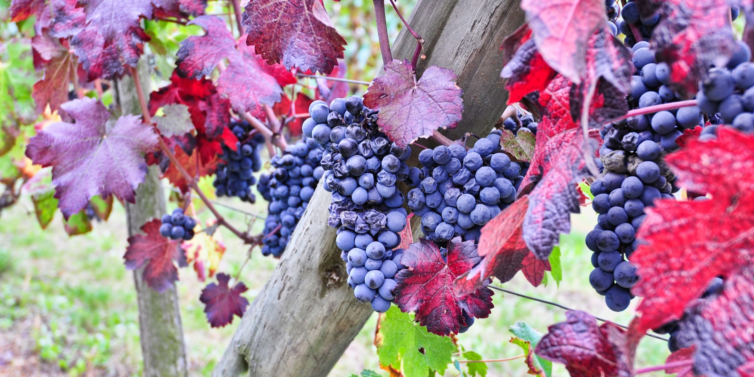 Nebbiolo